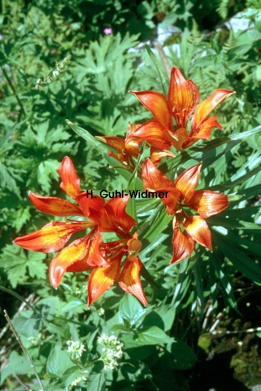 Lilium bulbiferum