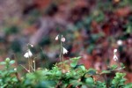 Linnaea borealis