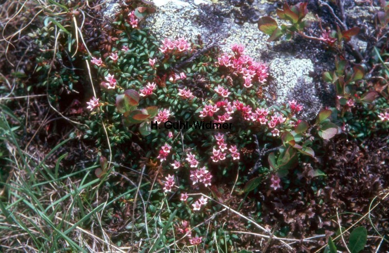 Loiseleuria procumbens 01