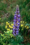 Lupinus polyphyllus