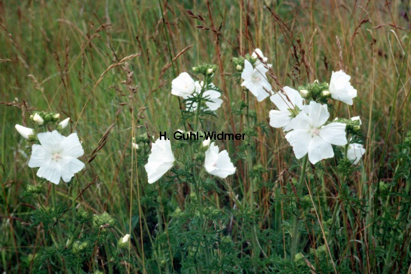 Malva alcea