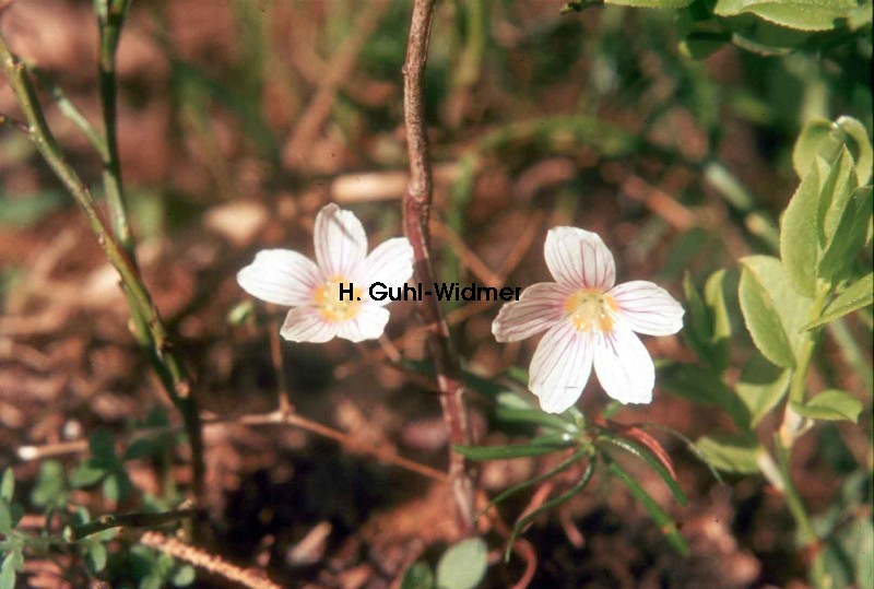 Oxalis acetosella