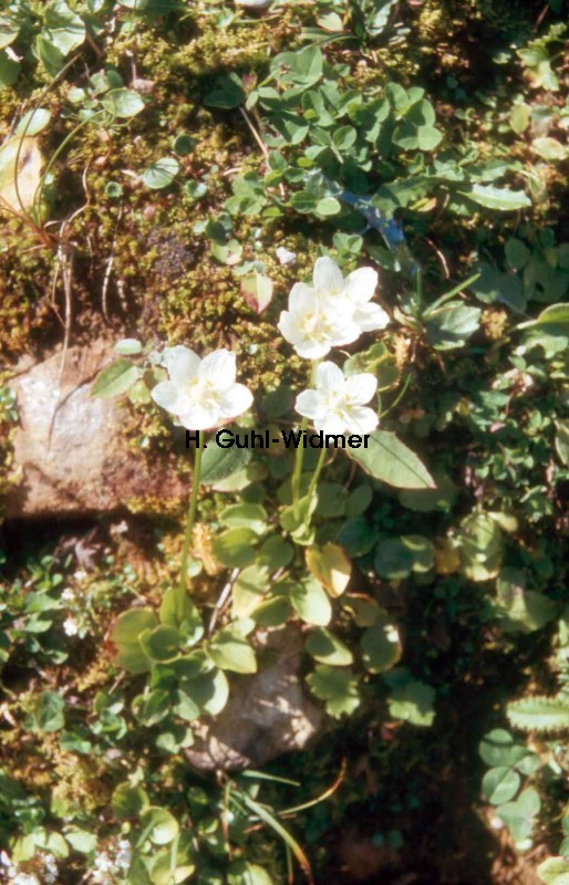 Parnassia palustris