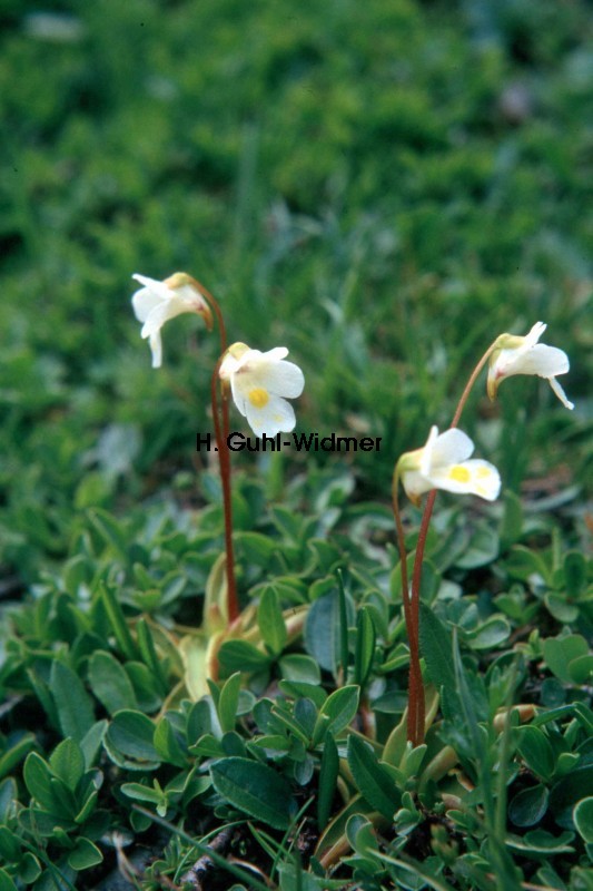 Pinguicula alpina