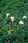 Pinguicula alpina