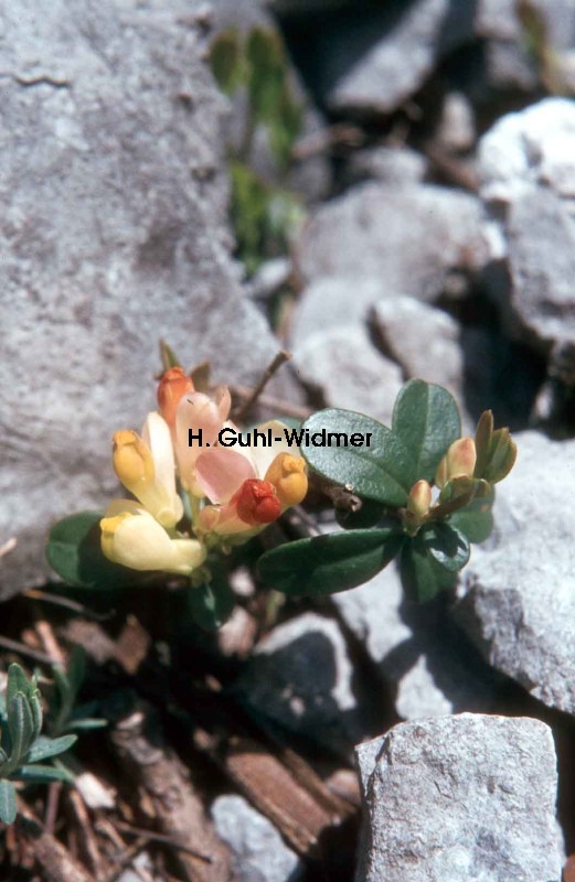 Polygala chamaebuxus