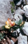 Polygala chamaebuxus