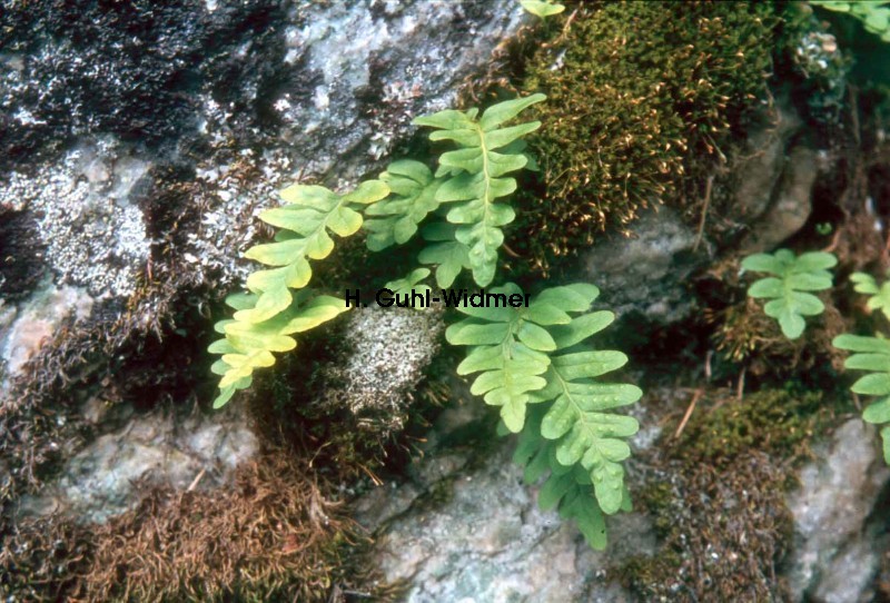 Polypodium vulgare 01