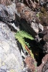 Polypodium vulgare 02