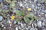 Potentilla anserina