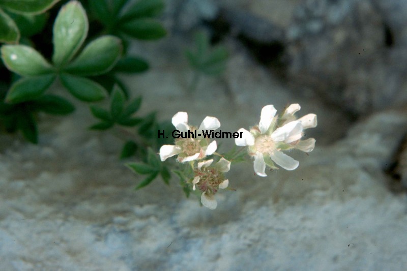 Potentilla caulescens