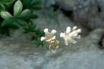 Potentilla caulescens