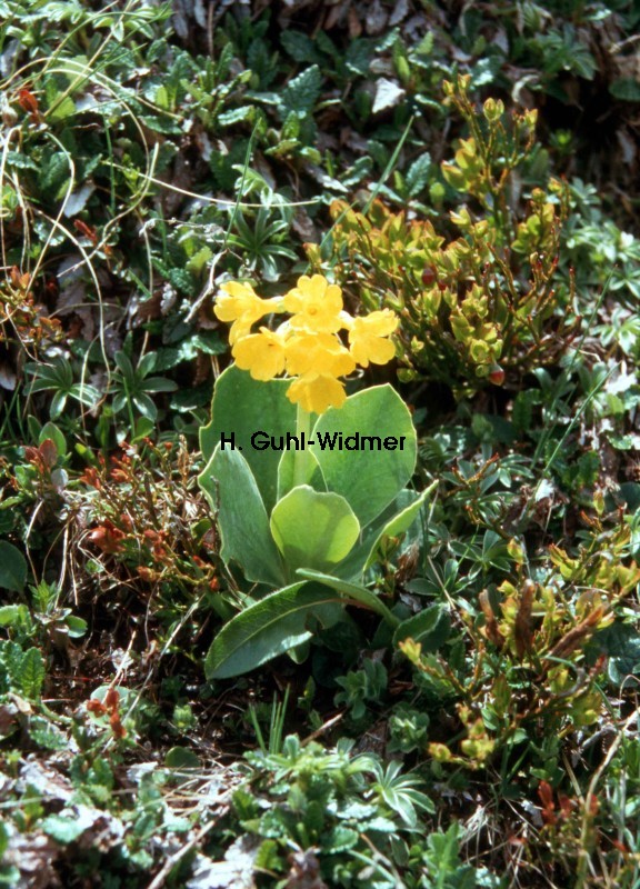 Primula auricula