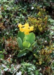 Primula auricula