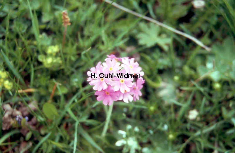 Primula farinosa