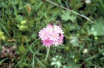 Primula farinosa