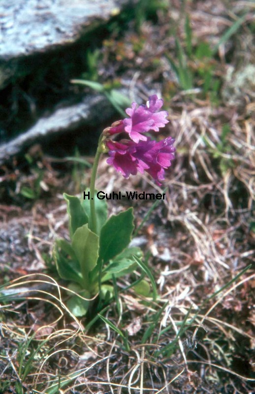 Primula glutinosa 01