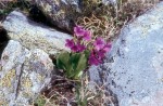 Primula glutinosa 02