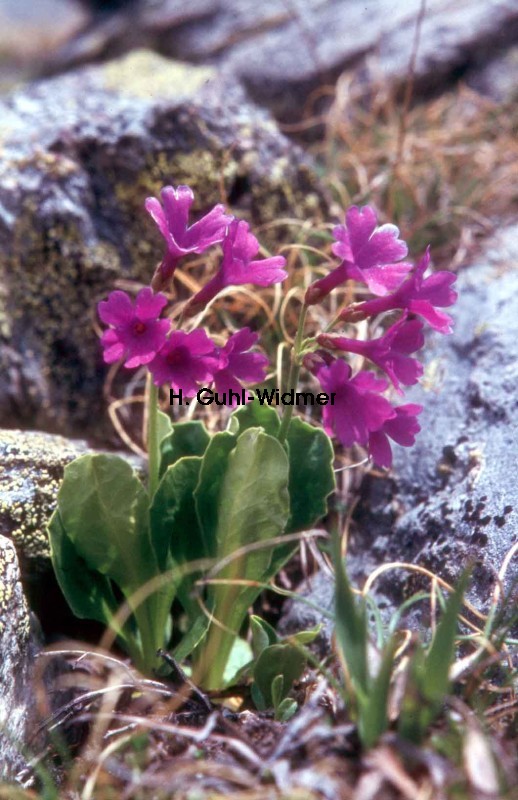 Primula glutinosa 03