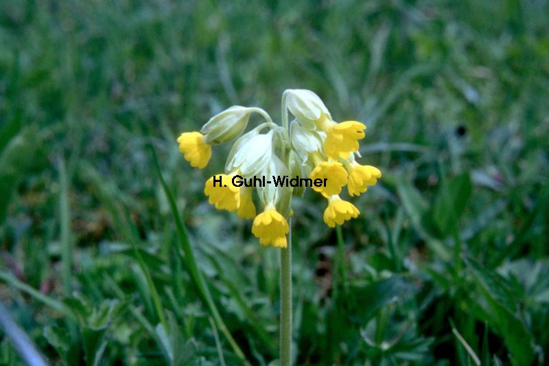 Primula veris