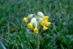 Primula veris