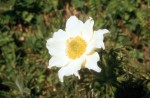 Pulsatilla alpina