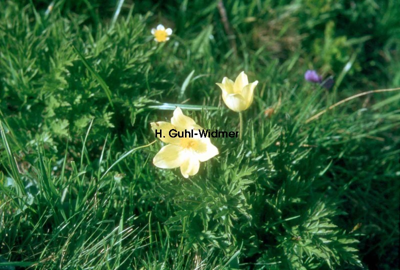 Pulsatilla alpina apiifolia 01
