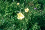 Pulsatilla alpina apiifolia 01