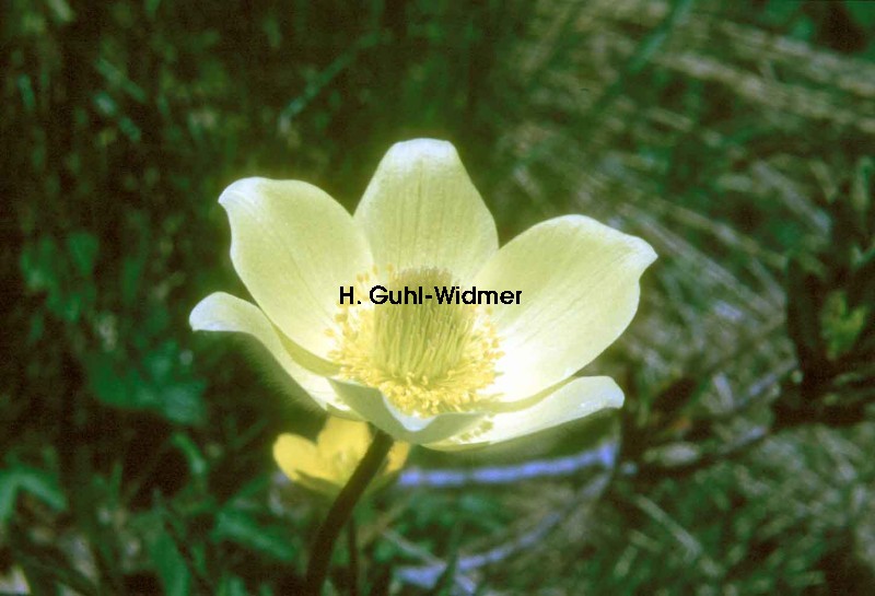 Pulsatilla alpina apiifolia 02