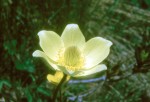 Pulsatilla alpina apiifolia 02