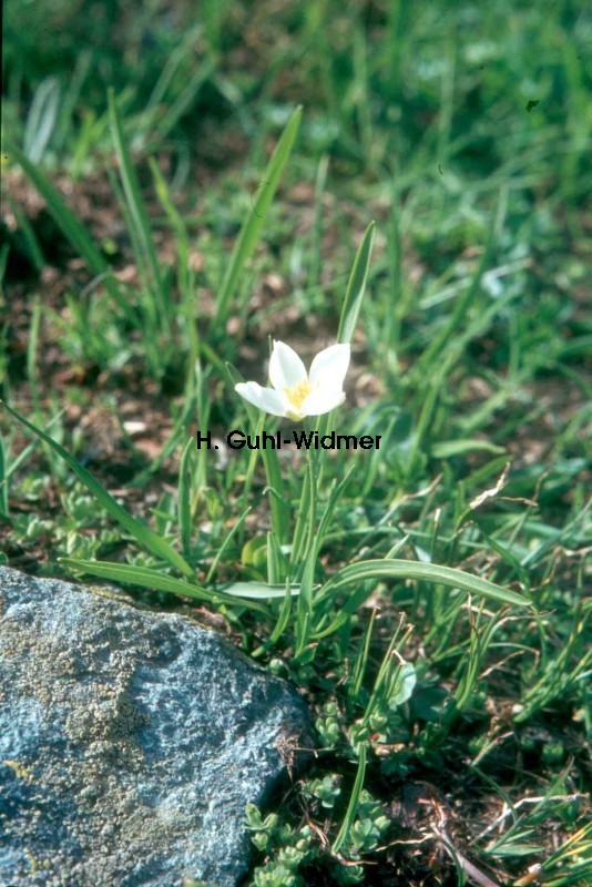 Ranunculus kuepferi