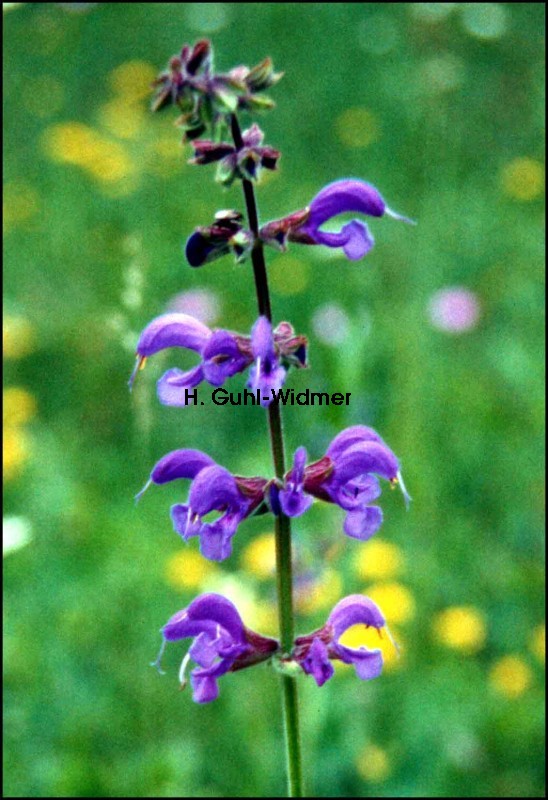 Salvia pratensis 01