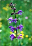 Salvia pratensis 01