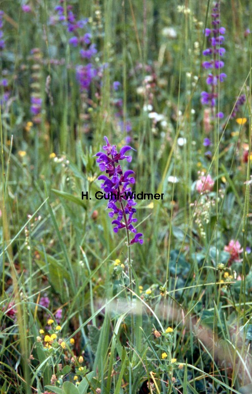 Salvia pratensis 02
