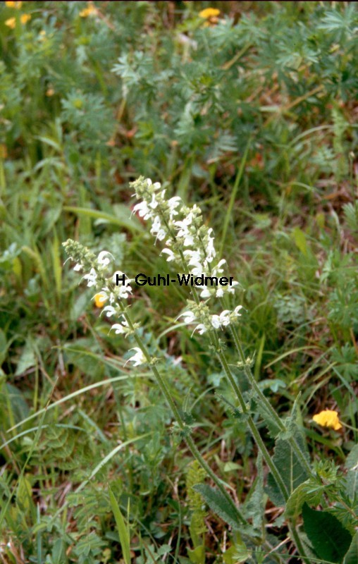 Salvia pratensis Albino