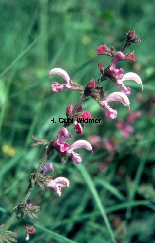 Salvia pratensis rot