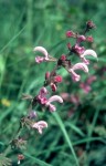 Salvia pratensis rot