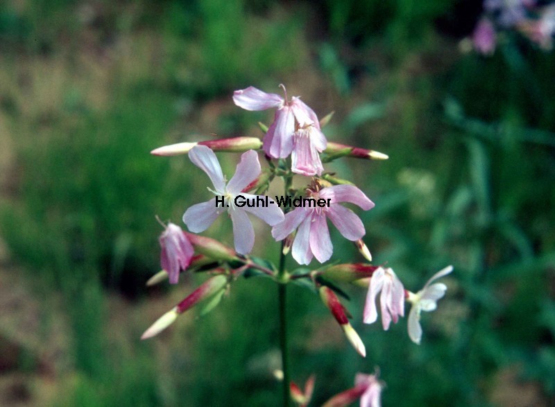 Saponaria officinalis