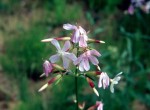 Saponaria officinalis