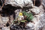 Saxifraga aizoides