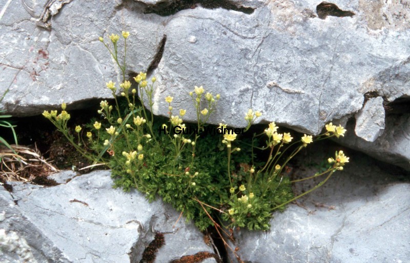 Saxifraga exarata