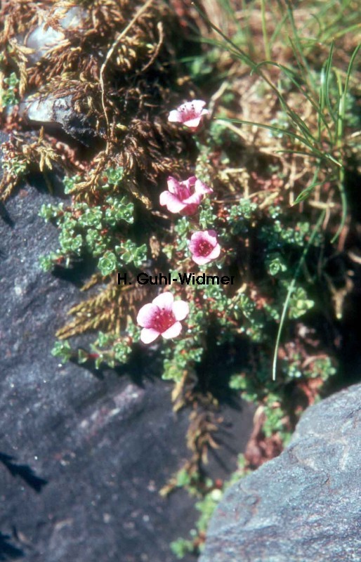 Saxifraga oppositifolia 01