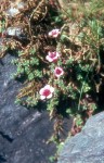 Saxifraga oppositifolia 01