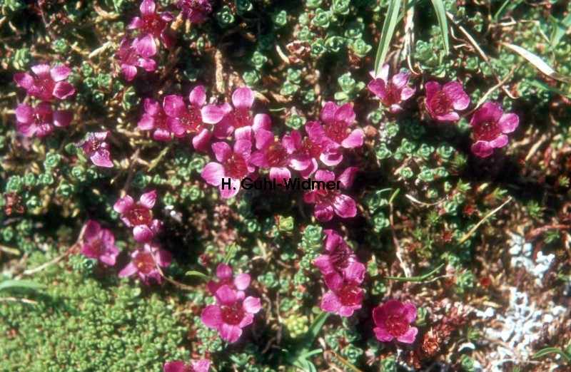 Saxifraga oppositifolia 02