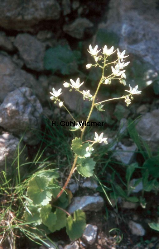 Saxifraga rotundifolia