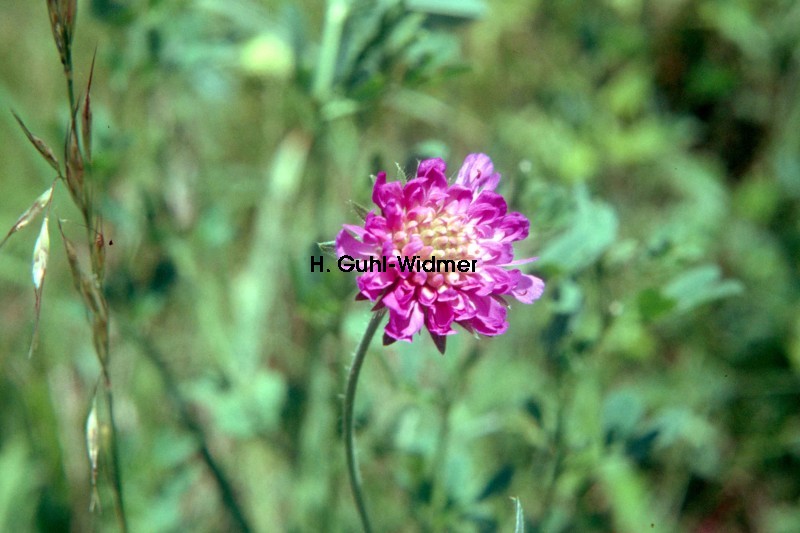 Scabiosa columbaria