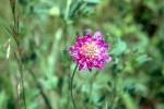 Scabiosa columbaria