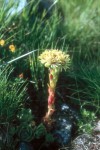 Sempervivum wulfenii
