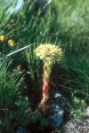 Sempervivum wulfenii