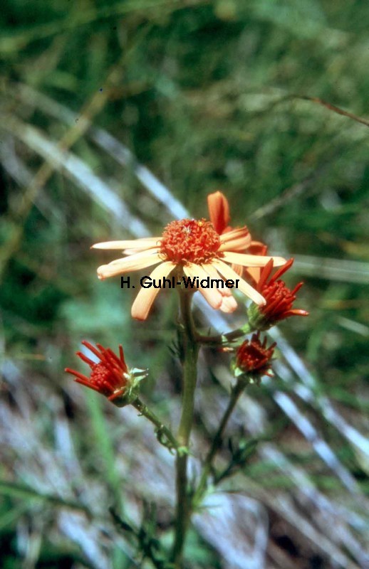 Senecio abrotanifolius